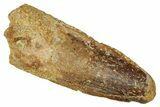Fossil Spinosaurus Tooth - Real Dinosaur Tooth #333486-1